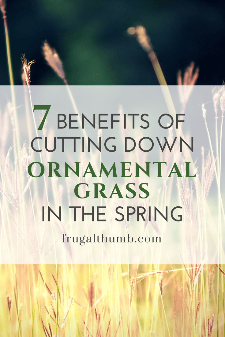 Benefits of cutting down ornamental grass in the spring