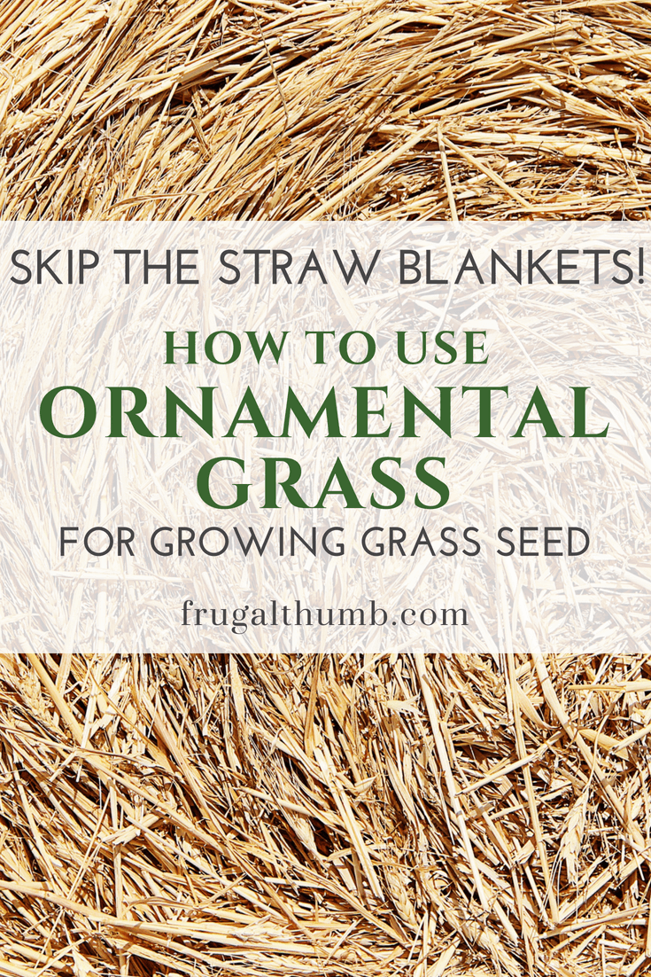 Skip the straw blankets and use your ornamental grass to spread over grass seed