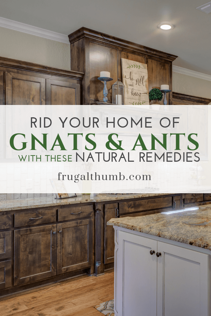 Rid Your Home of Gnats and Ants with These Natural Remedies by Frugal Thumb