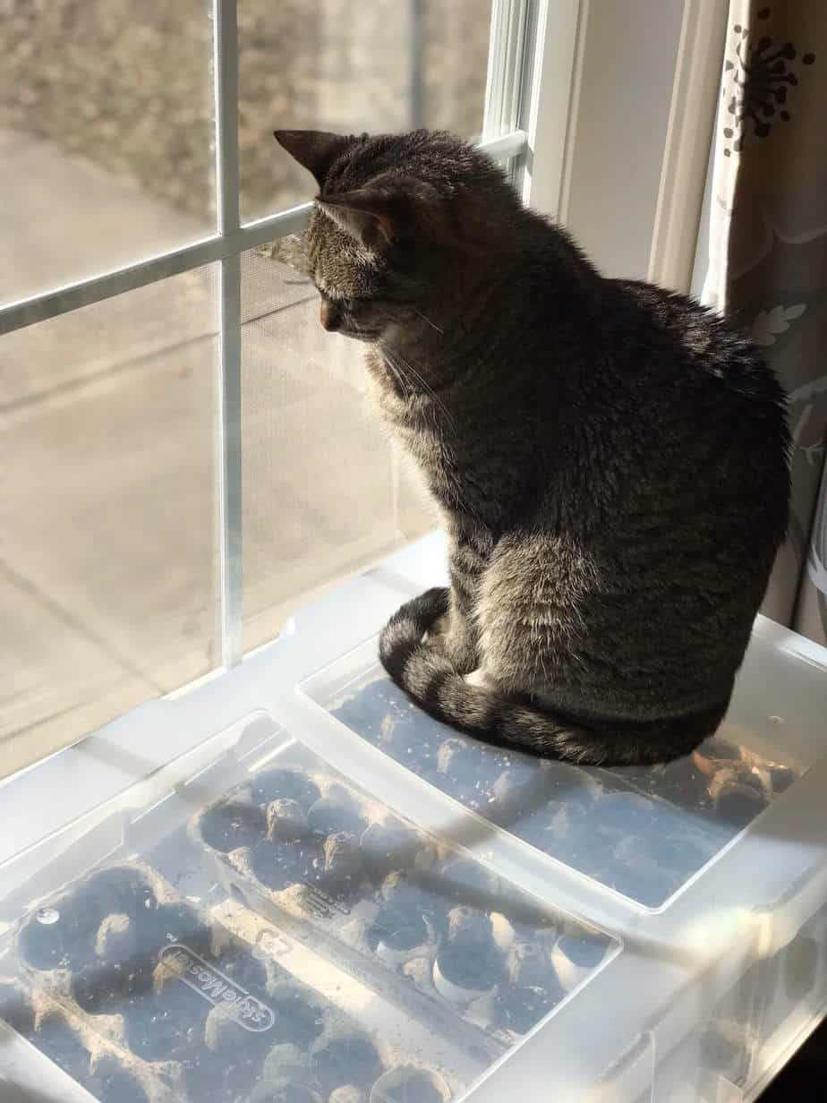 Cat on plastic tub greenhouse 