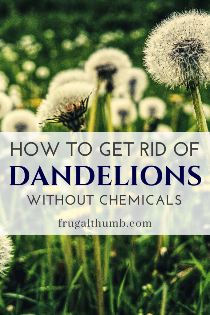 Pin this post - how to get rid of dandelions without chemicals quickly and easily