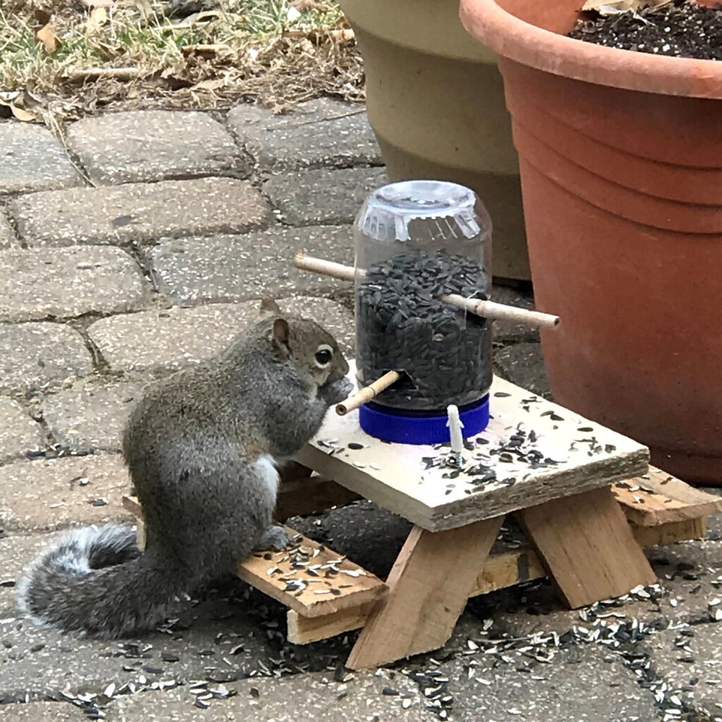 squirrel eating at mini picnic table