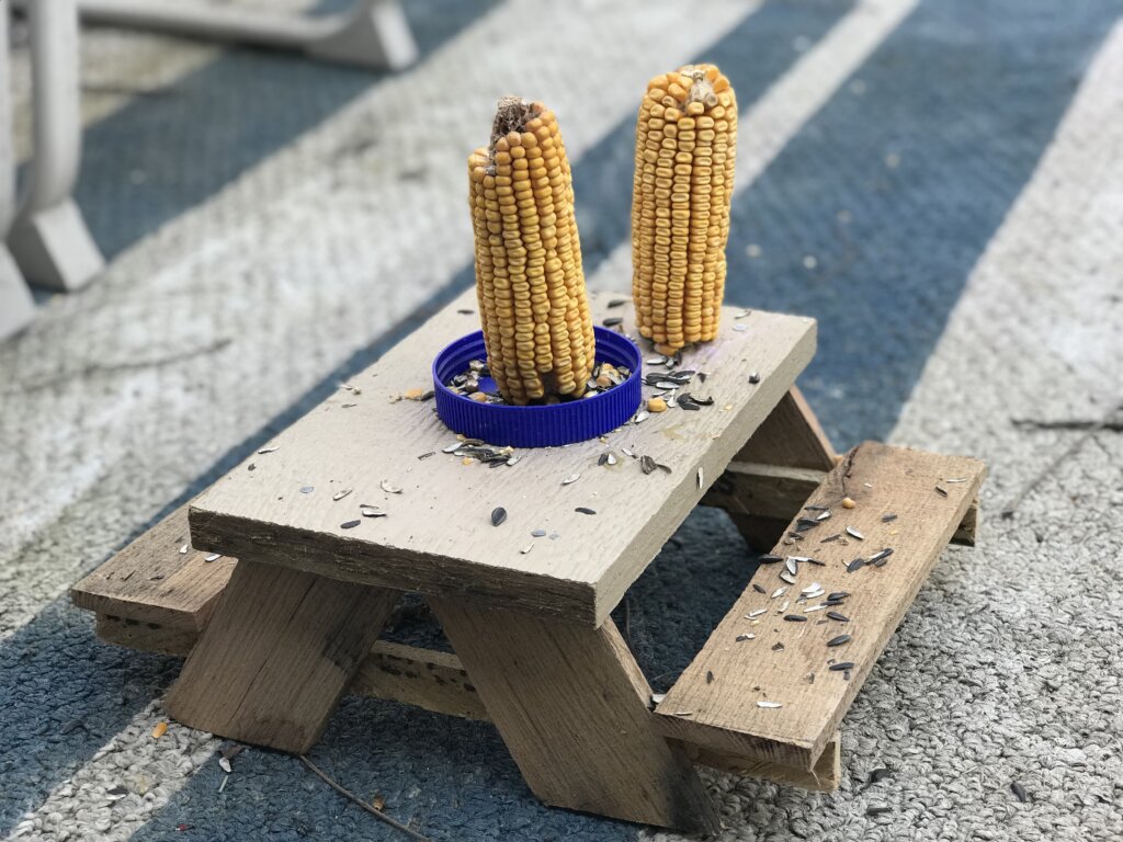 picnic table with cob corn