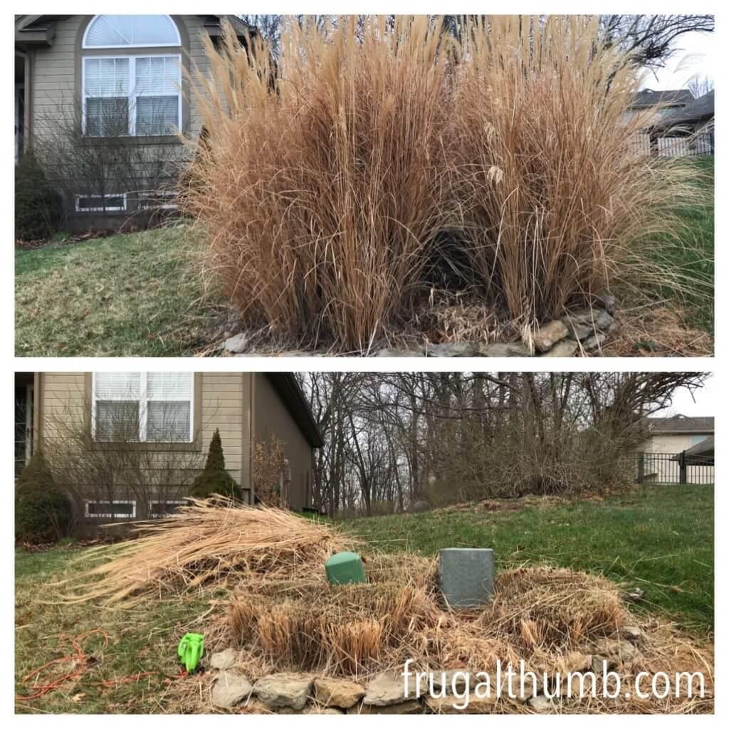Skip the straw blankets and use your ornamental grass to spread over
